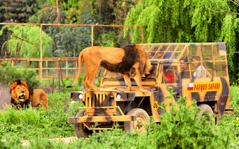 Tourists in safari car with lion on hood at Chile Safari Park.