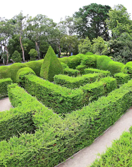 Ashcombe Maze hedges with surrounding trees, Victoria, Australia.