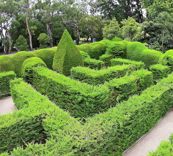 Ashcombe Maze hedges with surrounding trees, Victoria, Australia.