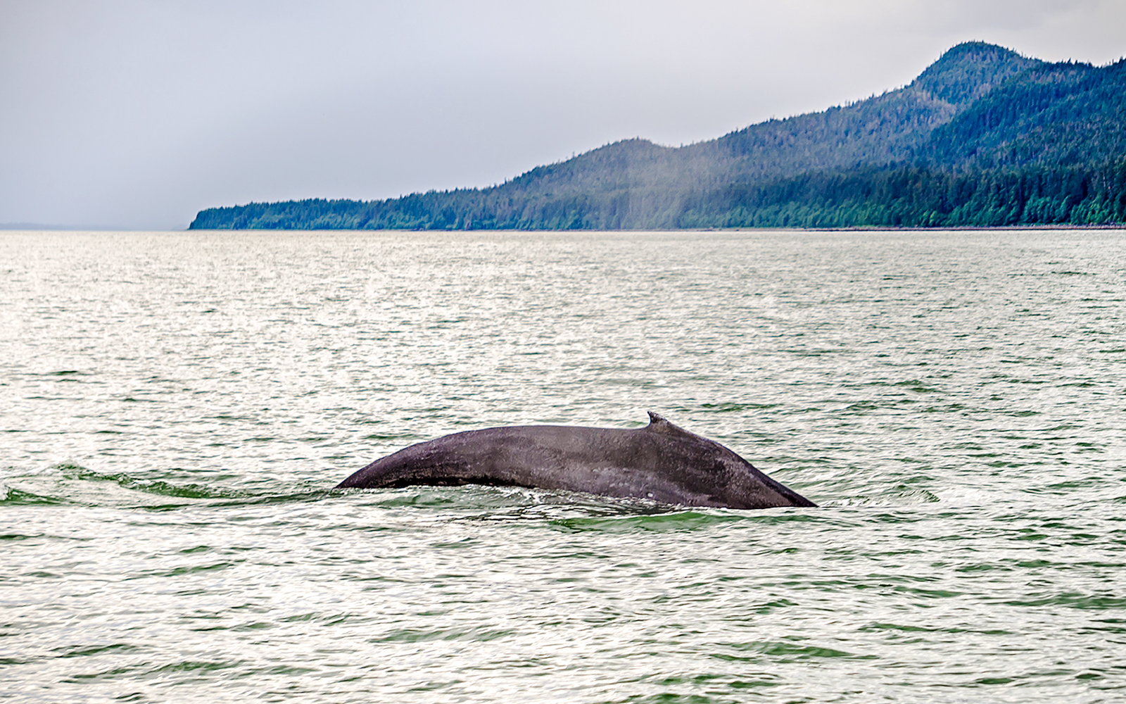 Humpback whale surfacing in Alaskan waters with forested hills in the background.
