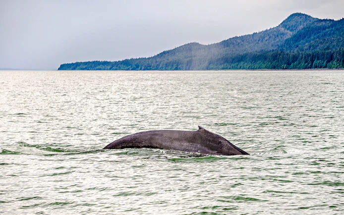 Humpback whale surfacing in Alaskan waters with forested hills in the background.