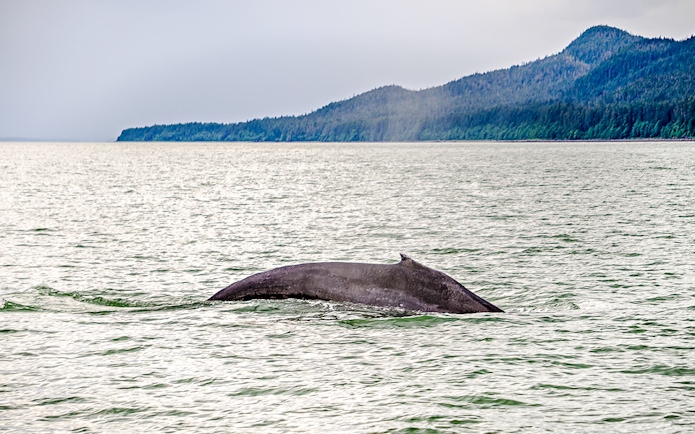 Humpback whale surfacing in Alaskan waters with forested hills in the background.