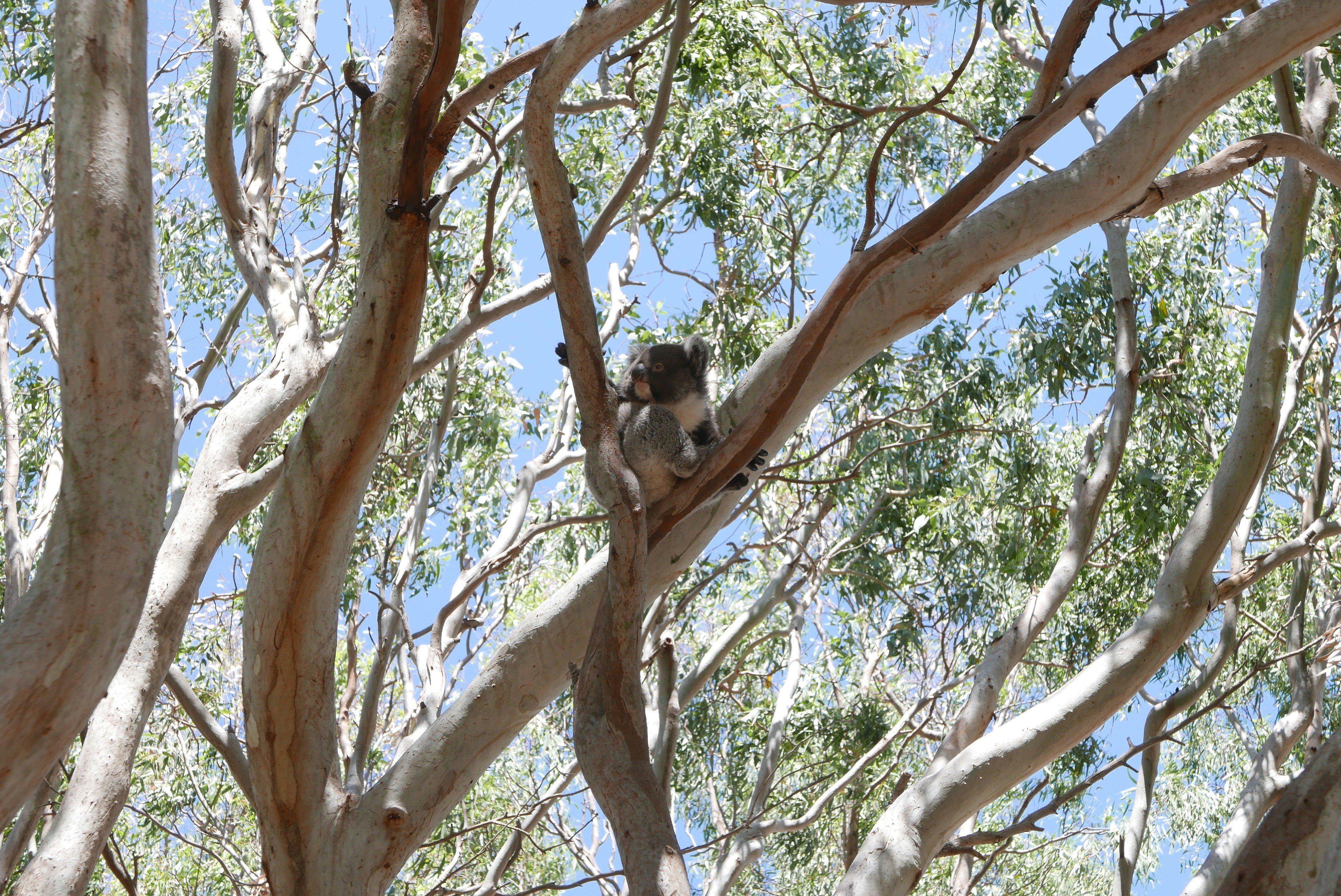 Koala resting on a tree at Vivonne Bay, Kangaroo Island.