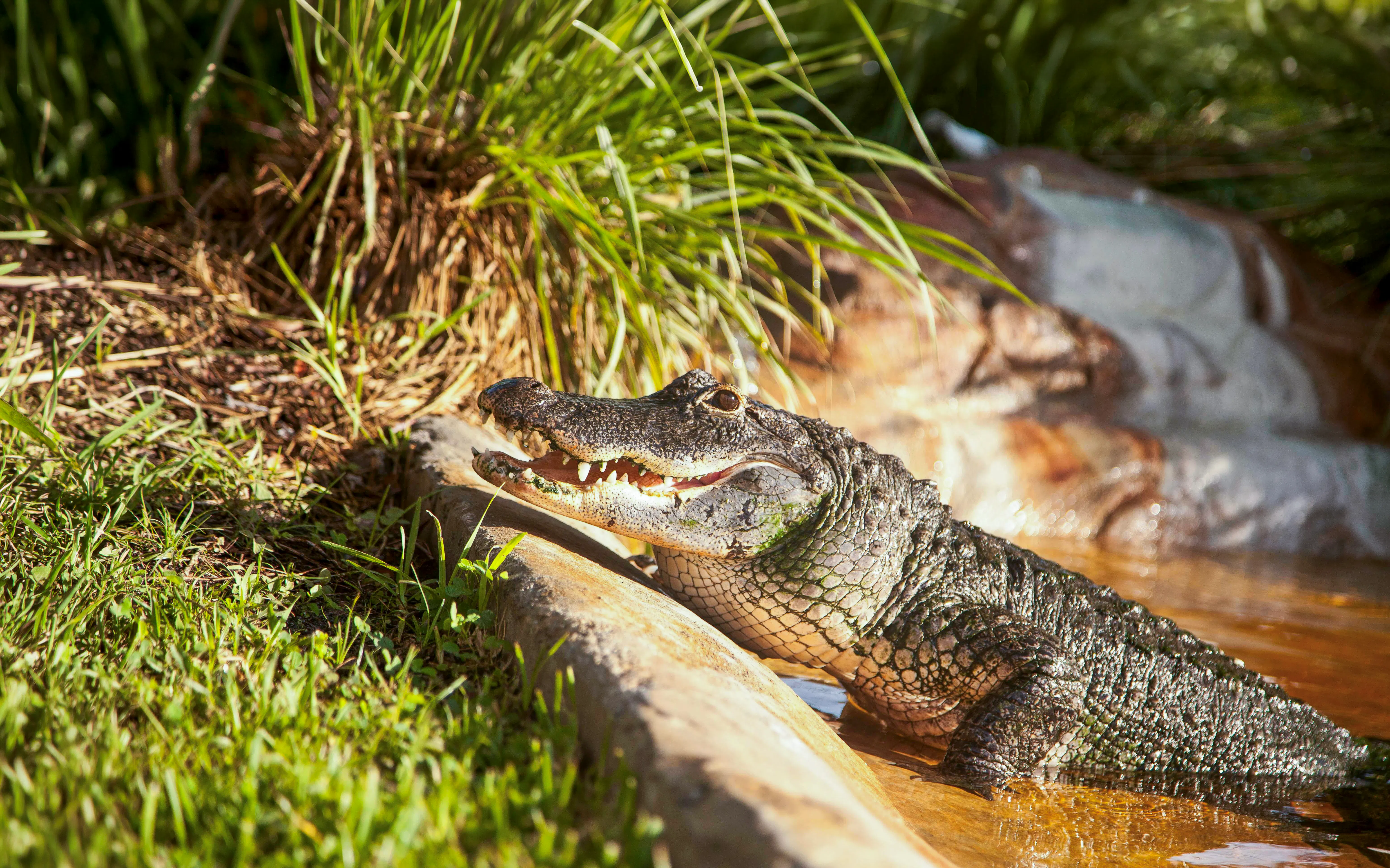 American alligator in grass during Miami airboat tour.
