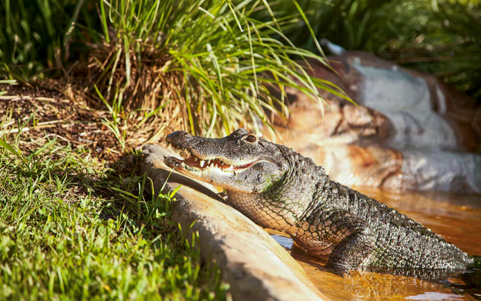 American alligator in grass during Miami airboat tour.