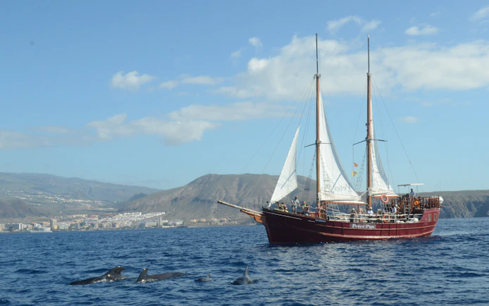 Tourists on Peter Pan pirate boat watching dolphins in Tenerife waters.