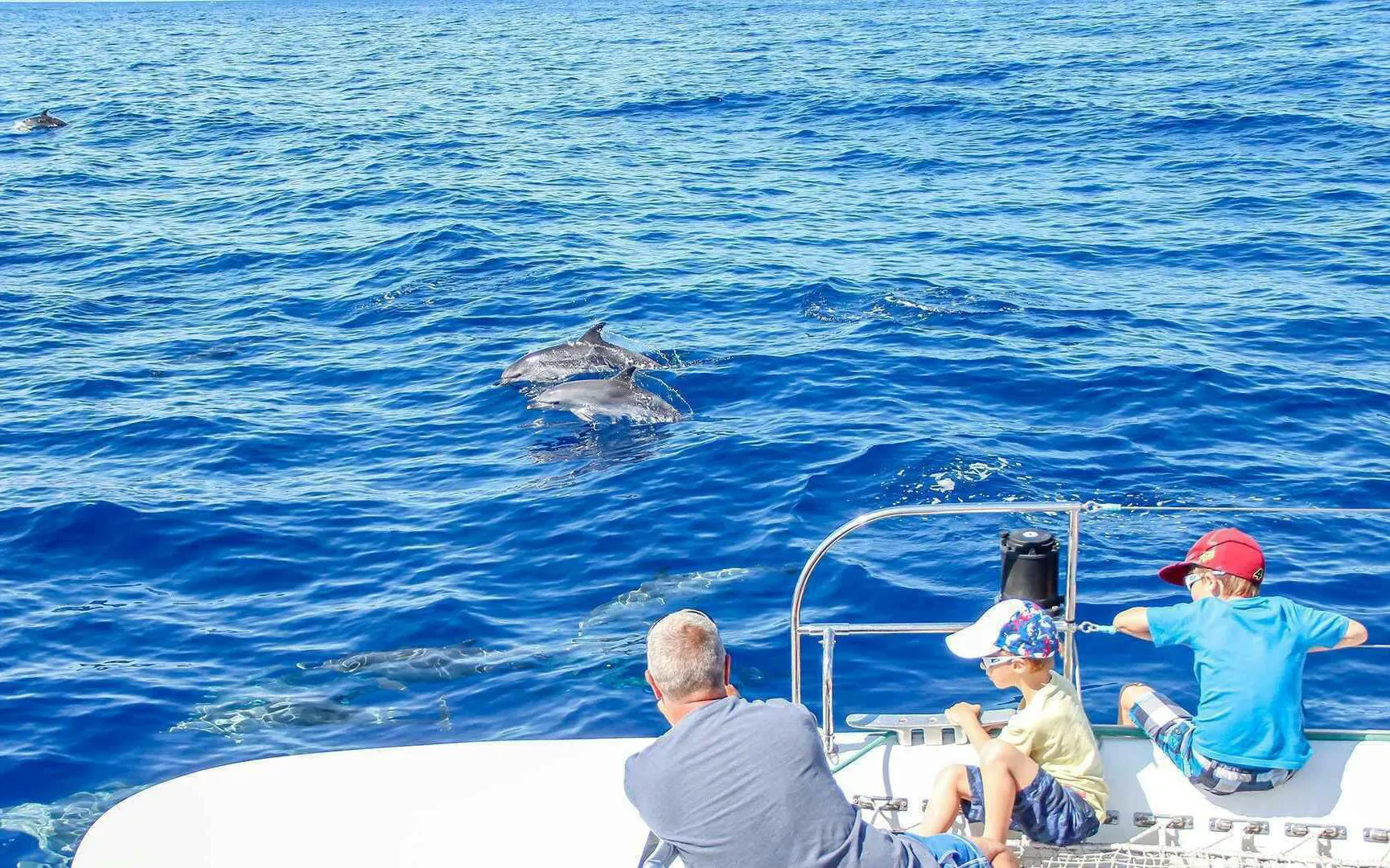 Dolphins swimming near a catamaran with passengers watching, Funchal tour.