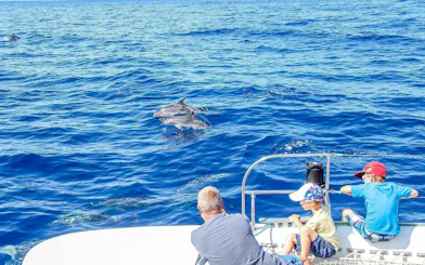 Dolphins swimming near a catamaran with passengers watching, Funchal tour.