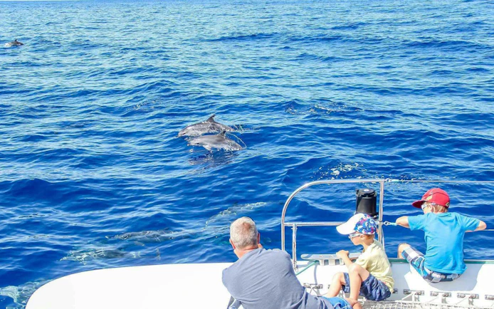 Dolphins swimming near a catamaran with passengers watching, Funchal tour.
