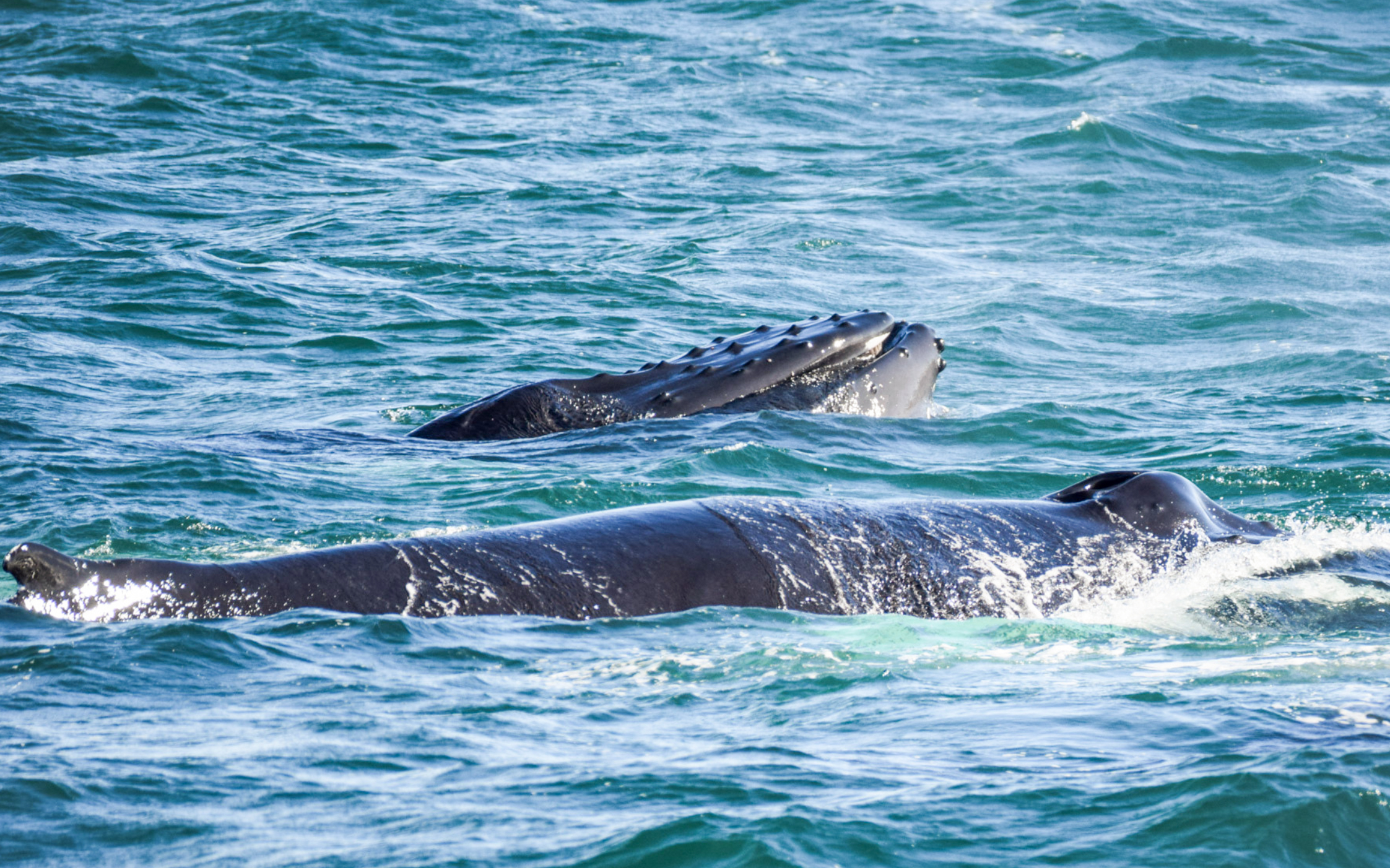 Humpback whales surfacing in Skjálfandi Bay, Iceland.