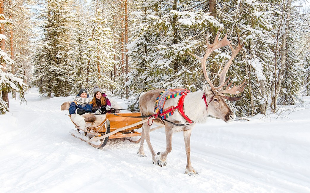 Reindeer pulling a sled through snowy forest in Lapland.
