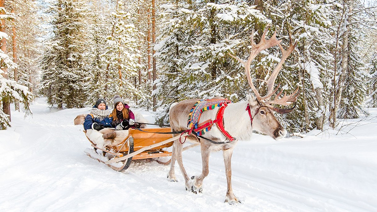 Reindeer pulling a sled through snowy forest in Lapland.