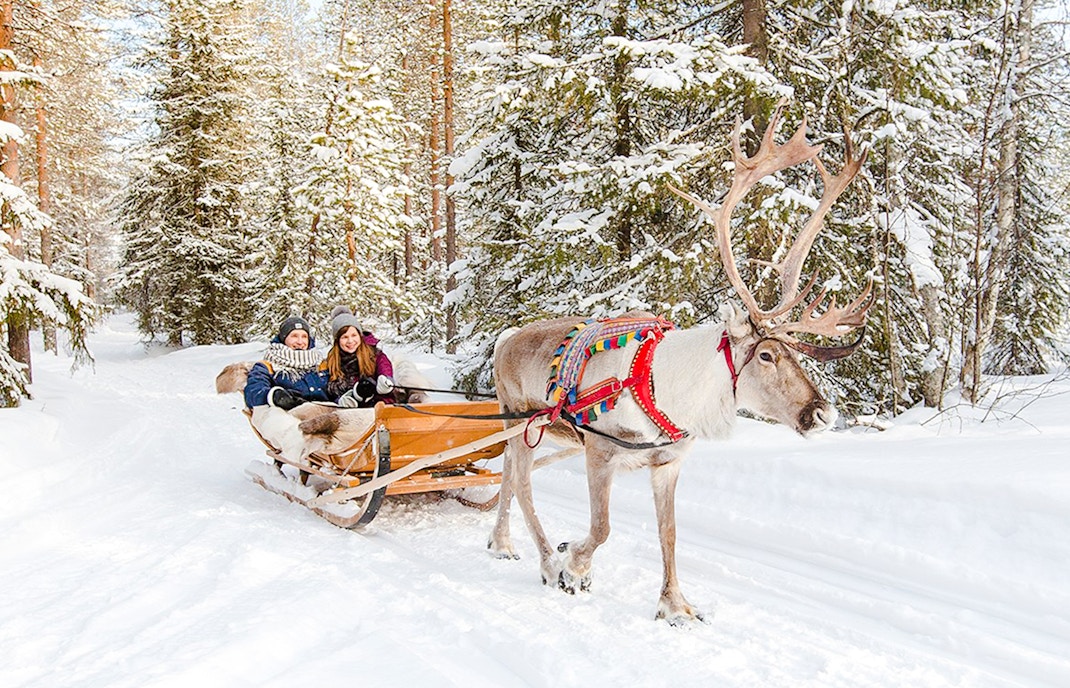 Reindeer pulling a sled through snowy forest in Lapland.