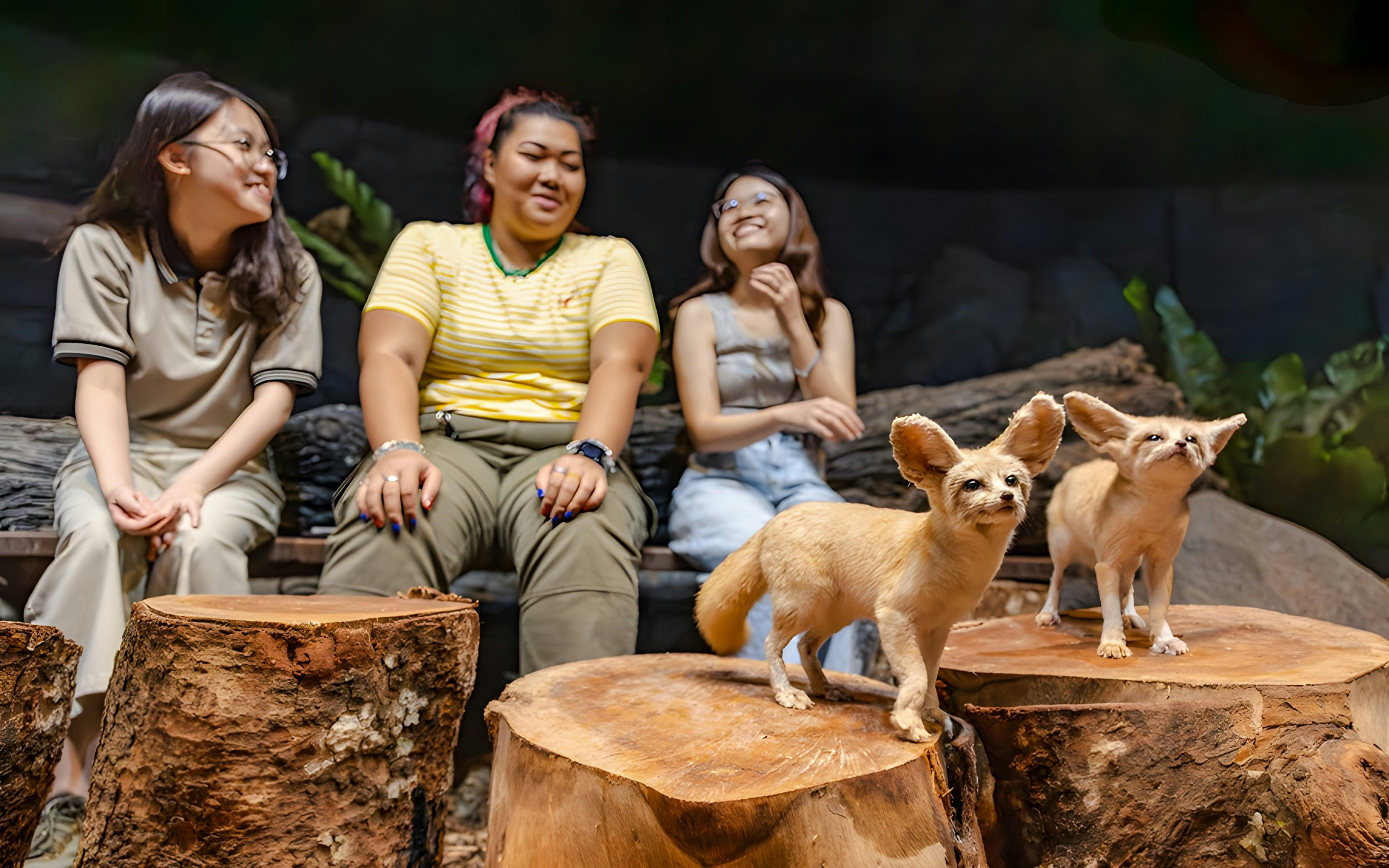 Fennec foxes on tree stumps with visitors at Singapore Zoo, Mandai Wildlife Reserve.