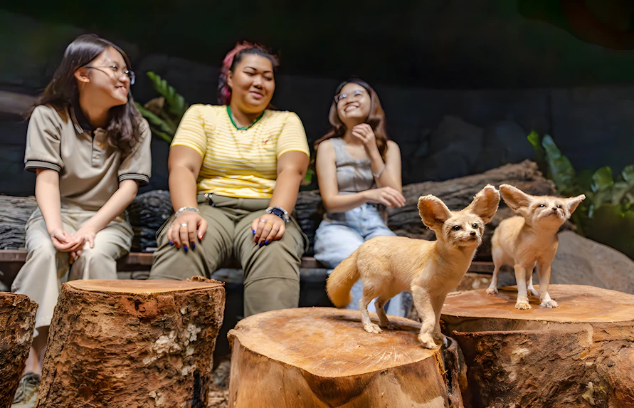 Fennec foxes on tree stumps with visitors at Singapore Zoo, Mandai Wildlife Reserve.