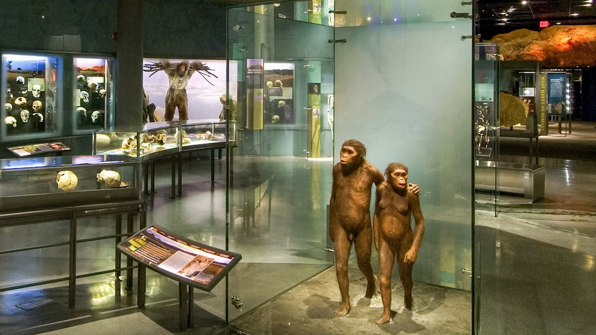 Visitors exploring the Hall of Human Origins at the American Museum of Natural History, New York.