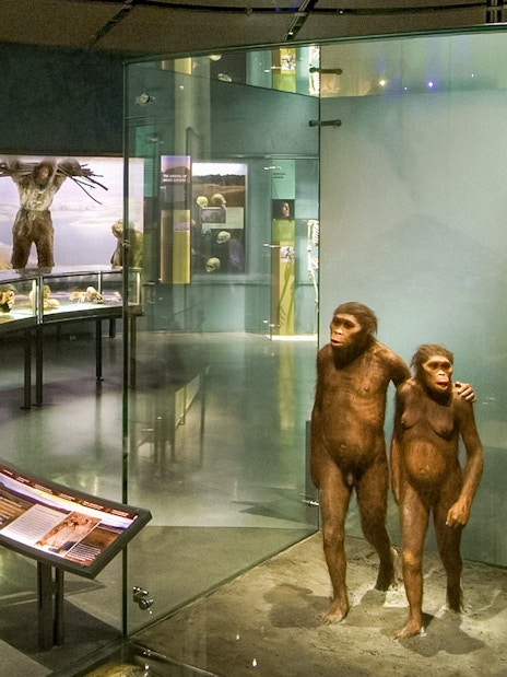 Hall of Human Origins exhibit with early human models and skull displays at American Museum of Natural History.
