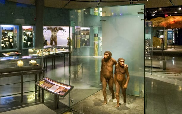 Hall of Human Origins exhibit with early human models and skull displays at American Museum of Natural History.