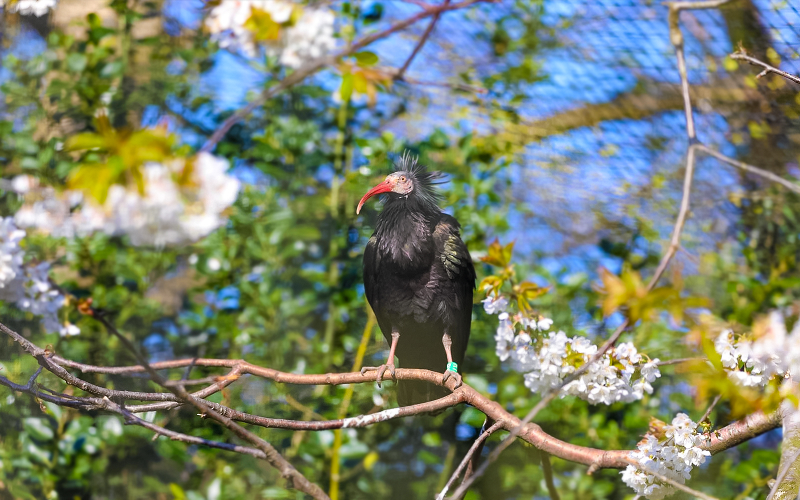 Waldrapp ibis perched on a branch at Edinburgh Zoo.