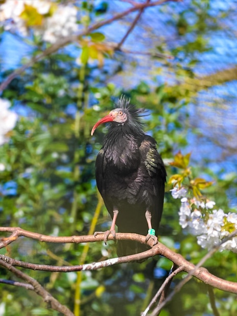 Waldrapp ibis perched on a branch at Edinburgh Zoo.