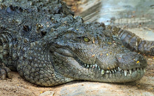 Crocodile resting at Jong's Crocodile Farm and Zoo.