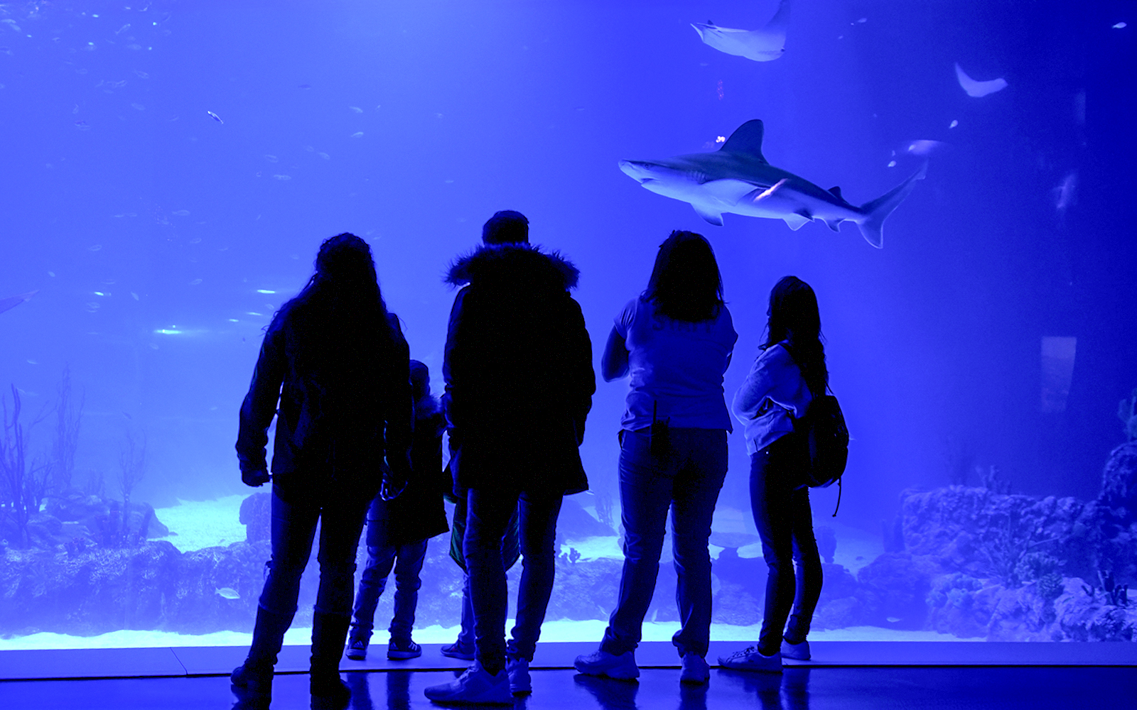 Visitors exploring Atlantis Aquarium in Madrid