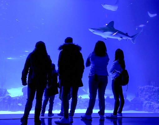 Visitors exploring Atlantis Aquarium in Madrid