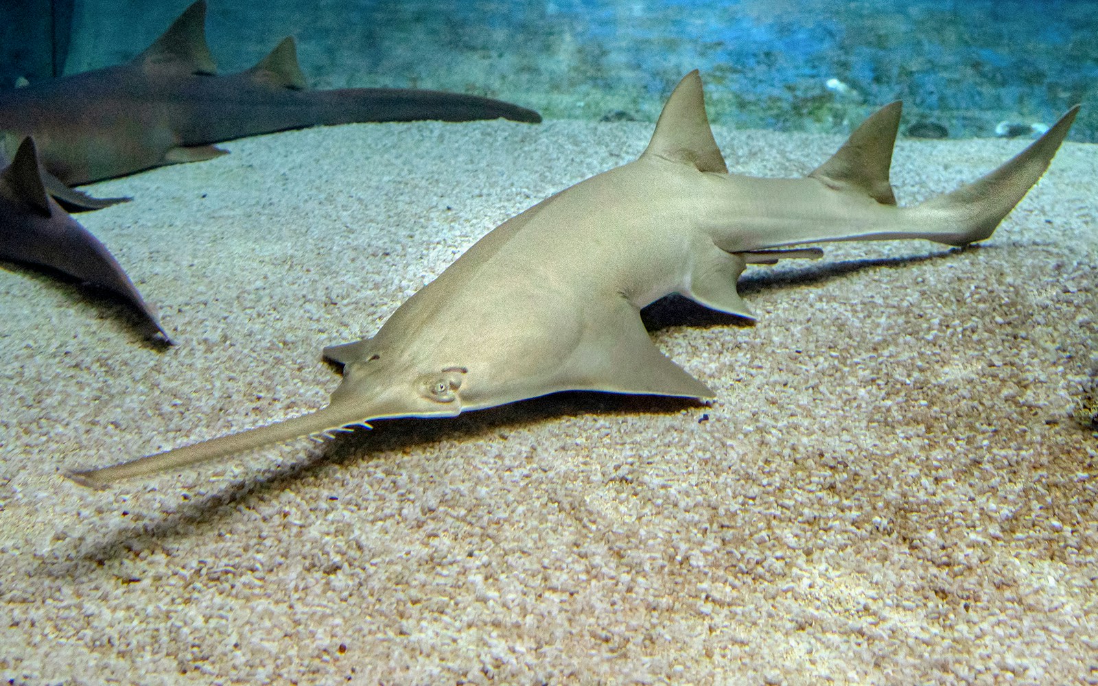 Sawfish swimming on sandy ocean floor.