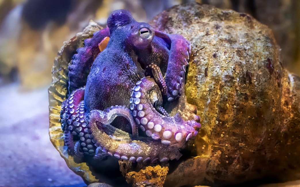 Octopus in a tank at New York Aquarium.