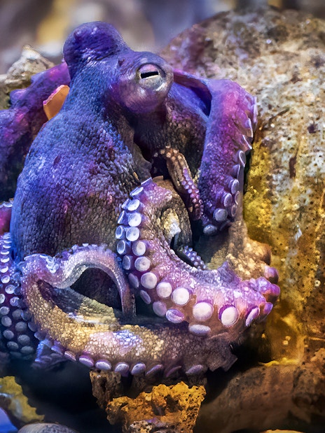 Octopus in a tank at New York Aquarium.
