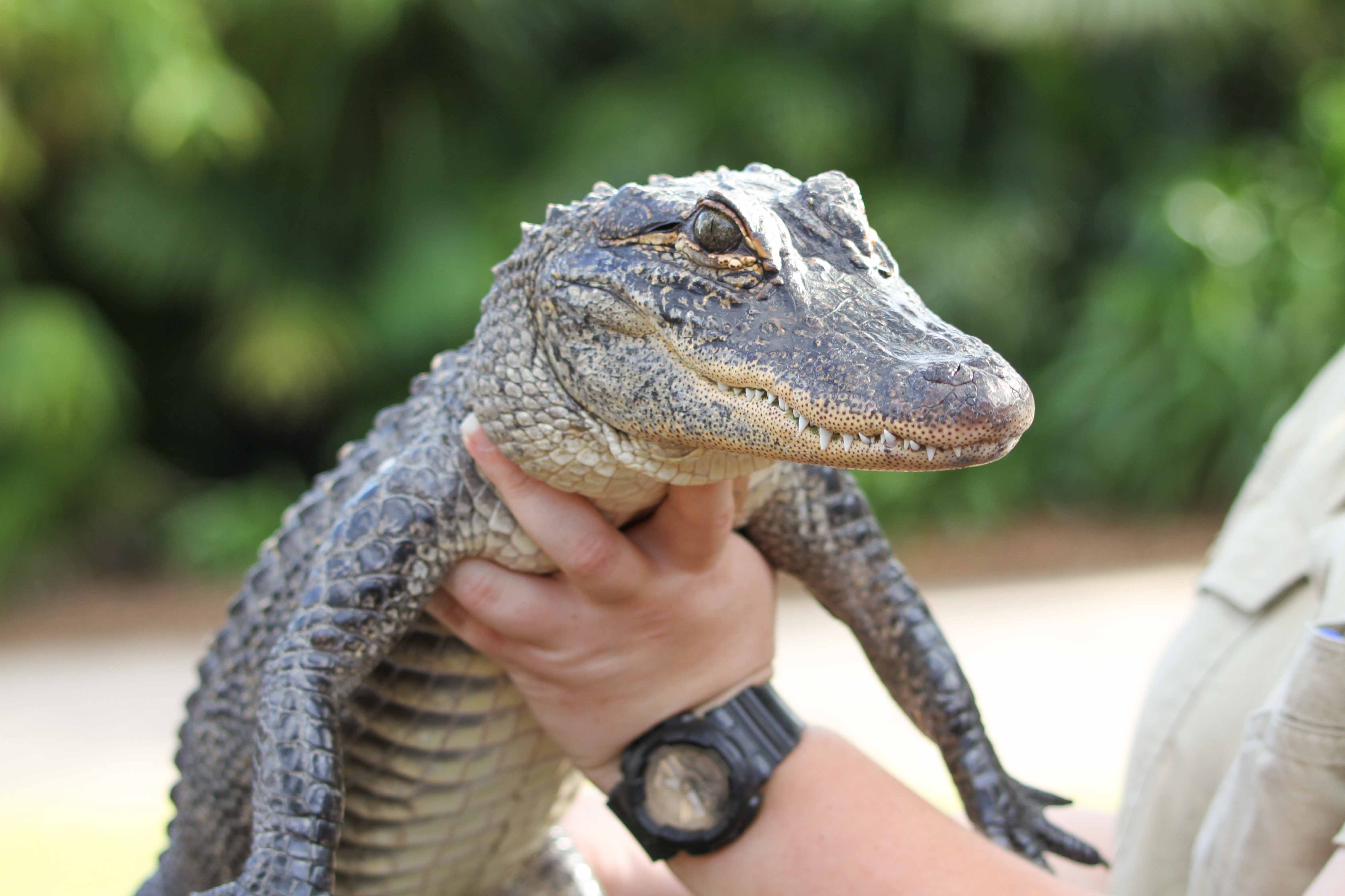 Gatorland Attractions