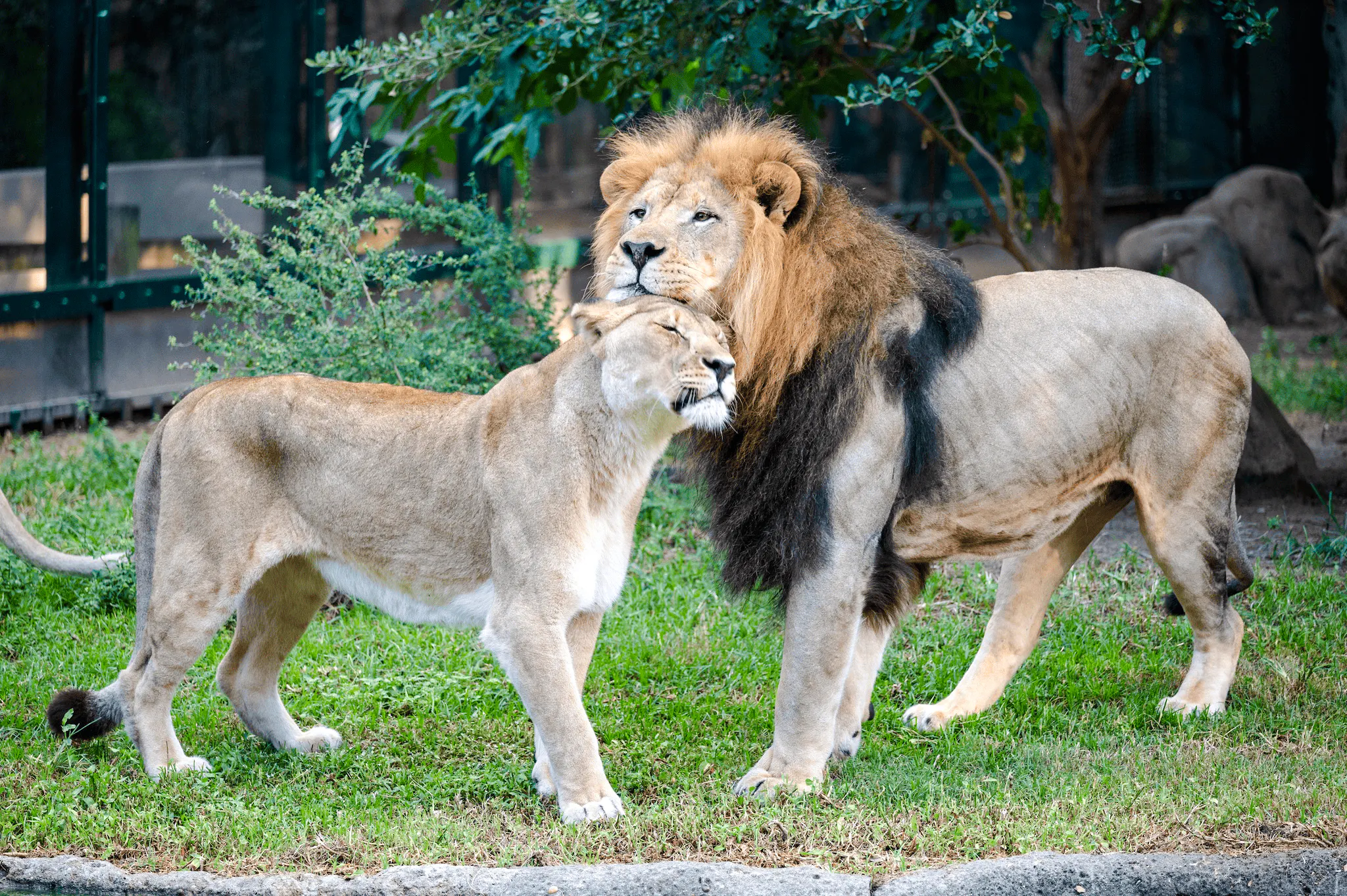Lions in their habitat at Houston Zoo.