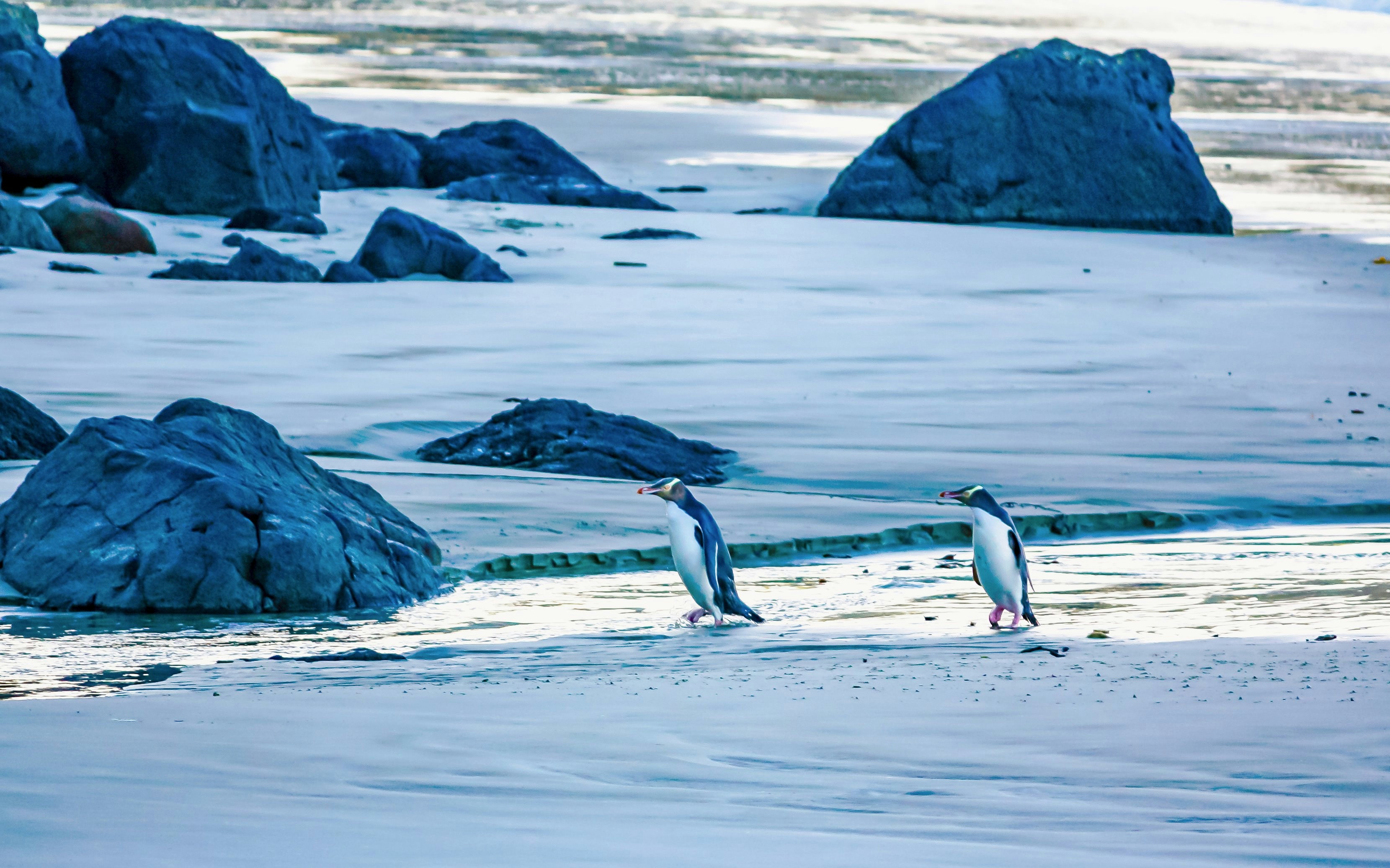 Yellow-eyed penguins walking on Stewart Island beach.