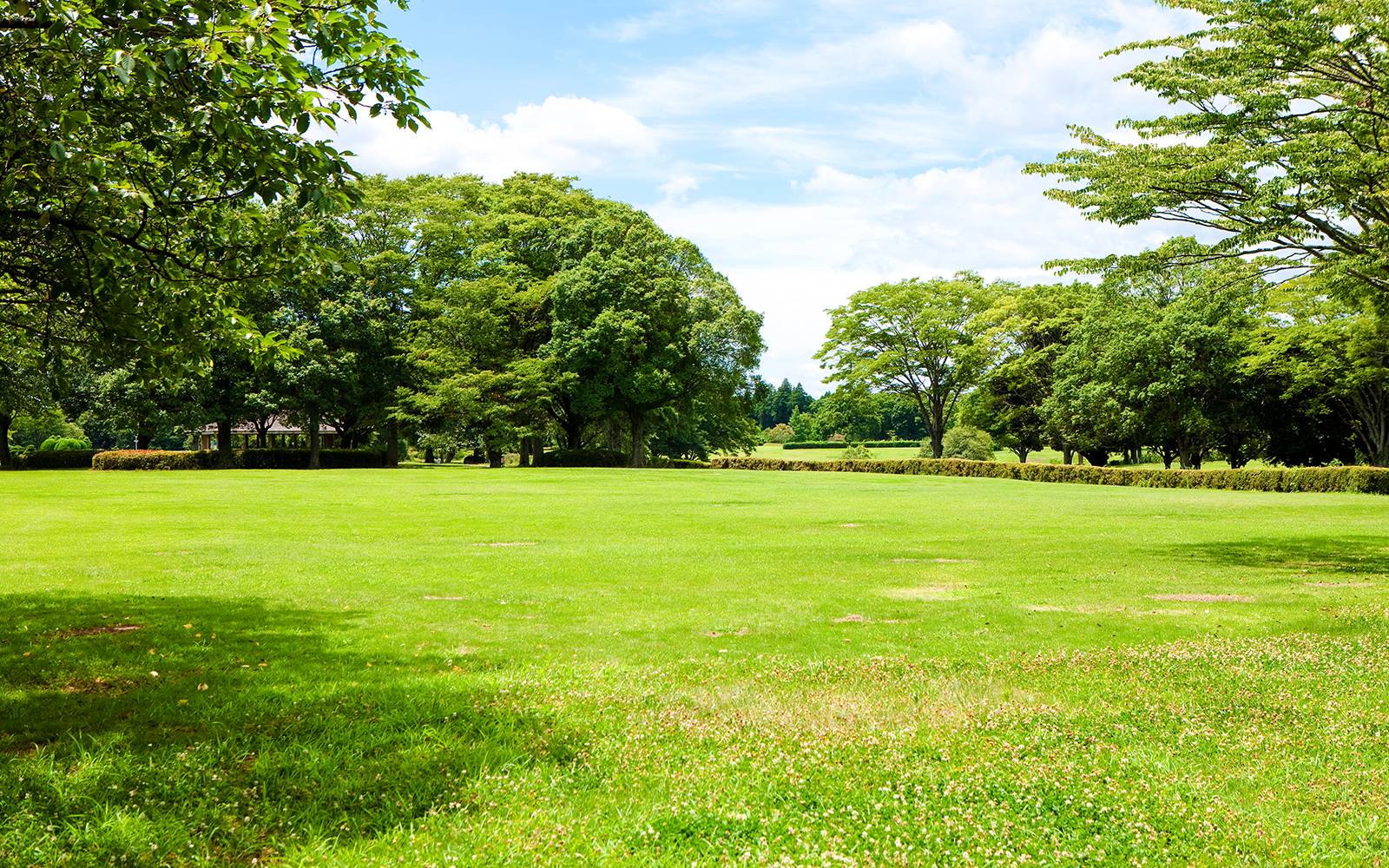 Open grassy field with trees in Shiba Park, Tokyo.