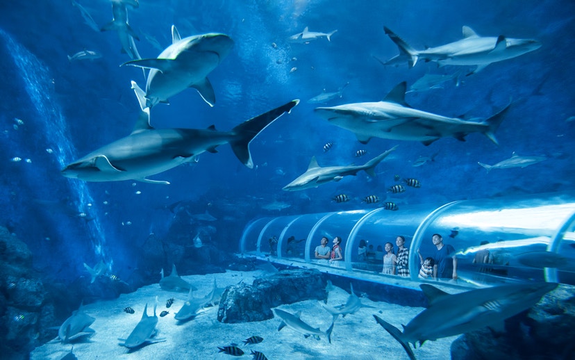 Visitors observing sharks and fish from the tunnel at S.E.A. Aquarium Singapore.