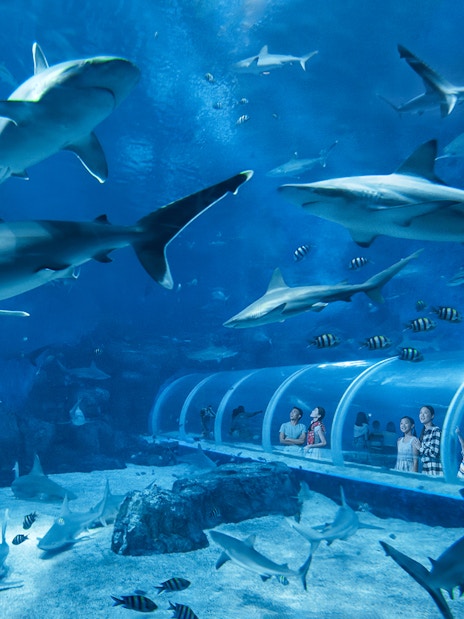 Visitors observing sharks and fish from the tunnel at S.E.A. Aquarium Singapore.