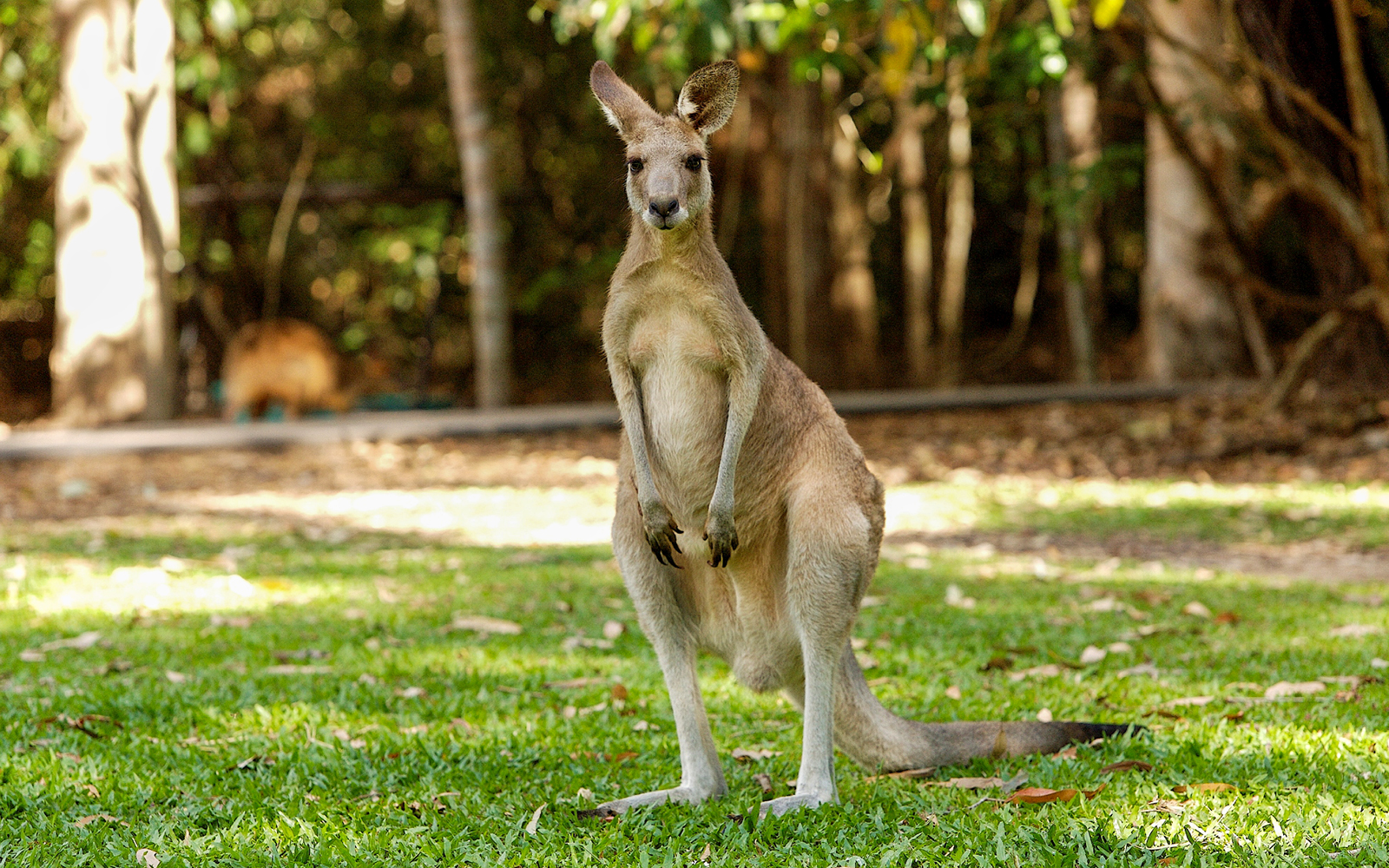 Kangaroo standing on grass at Hartleys Crocodile Adventures, Queensland.