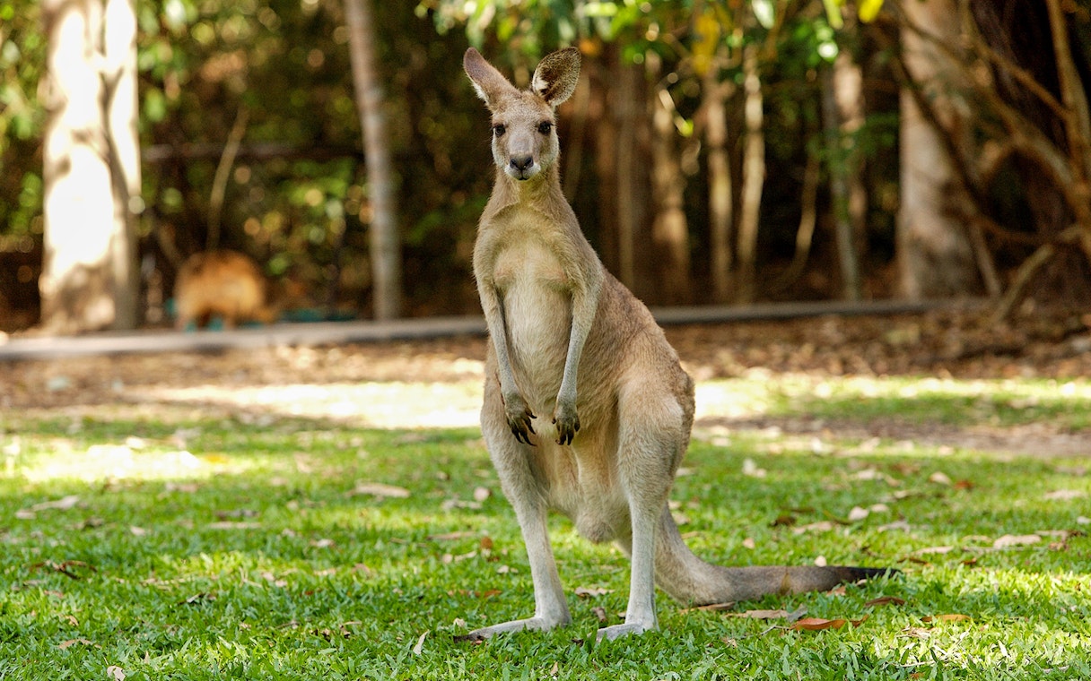 Kangaroo standing on grass at Hartleys Crocodile Adventures, Queensland.