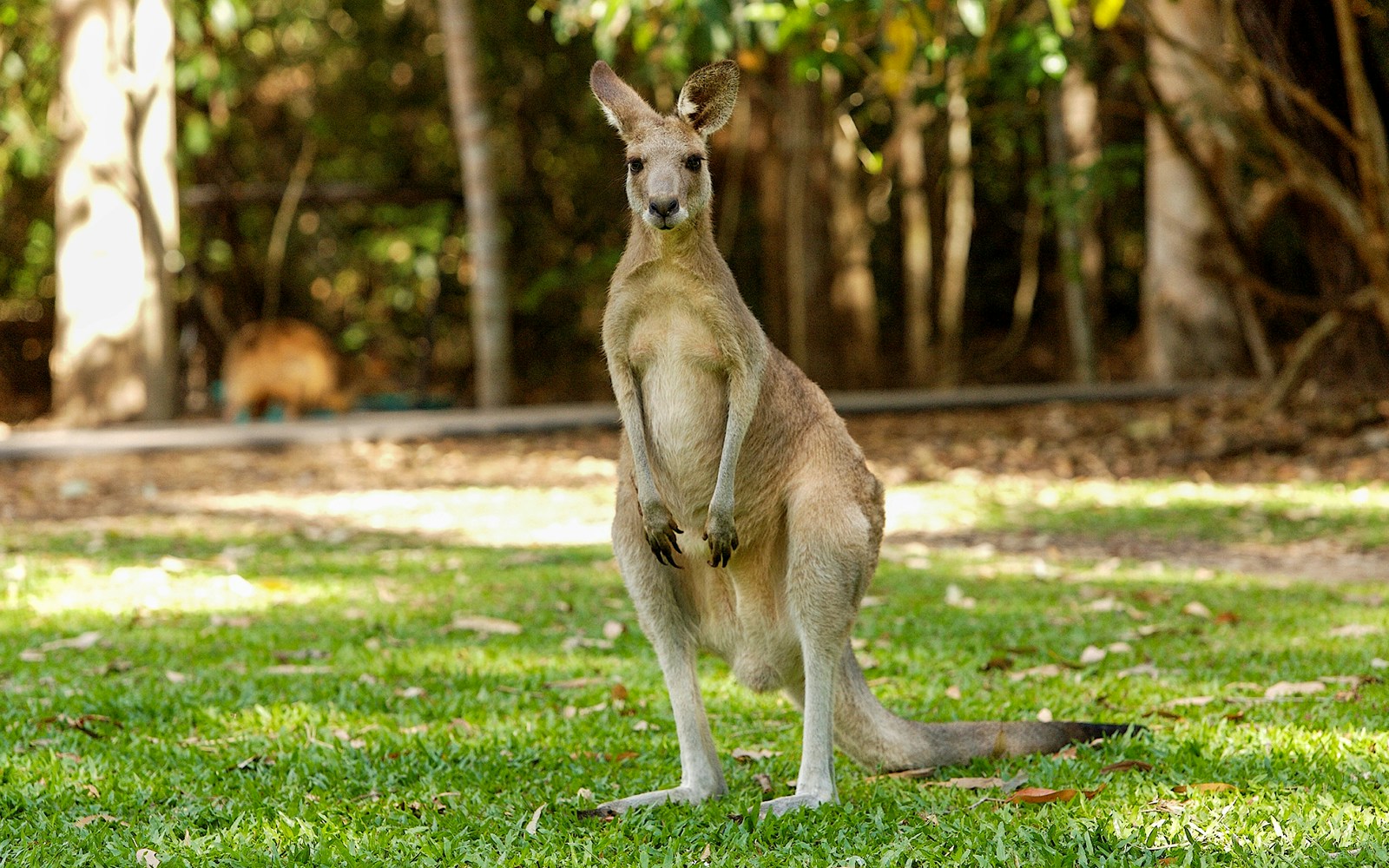 Kangaroo standing on grass at Hartleys Crocodile Adventures, Queensland.