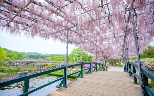 Wisteria blooms over a wooden bridge at Ashikaga Flower Park, Japan.