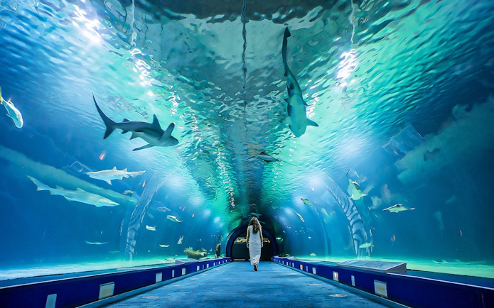 Underwater tunnel at Valencia Oceanogràfic aquarium with sharks swimming above.