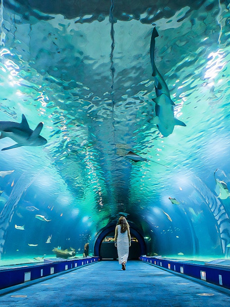 Underwater tunnel at Valencia Oceanogràfic aquarium with sharks swimming above.