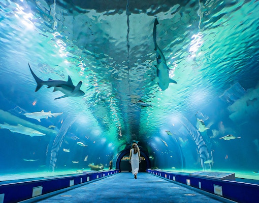 Oceanografic Valencia Shark Tunnel