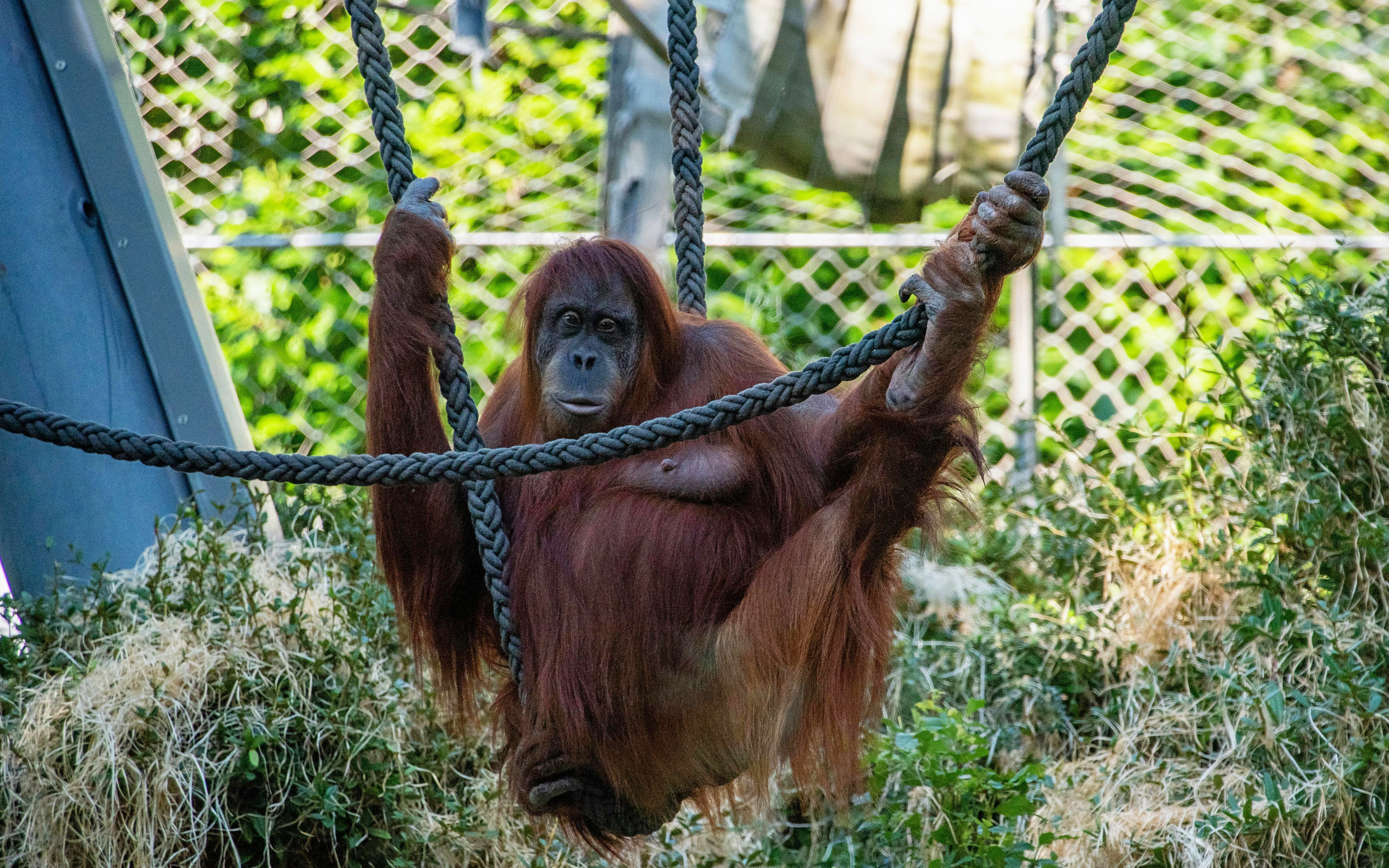 Orangutan swinging on ropes at Hellabrunn Zoo, Munich.