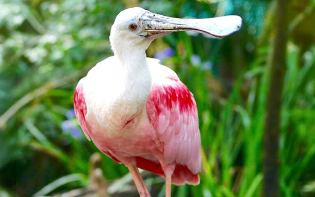 Roseate spoonbill at The Florida Aquarium in Tampa.