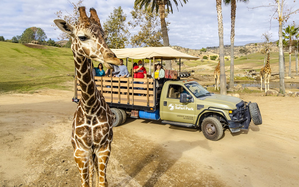 Giraffe near safari vehicle with visitors at San Diego Zoo Safari Park.