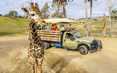 Giraffe near safari vehicle with visitors at San Diego Zoo Safari Park.