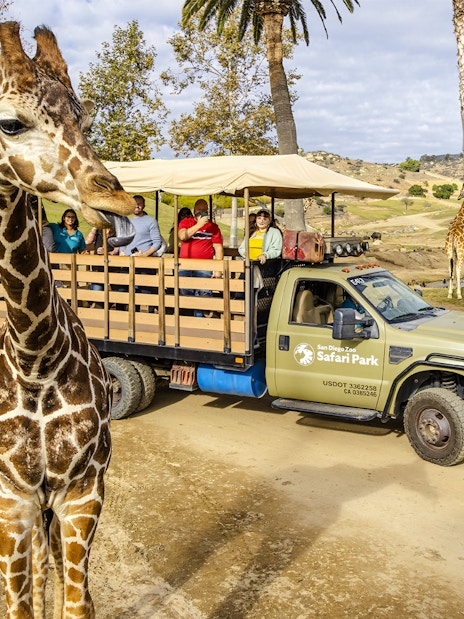 Giraffe near safari vehicle with visitors at San Diego Zoo Safari Park.