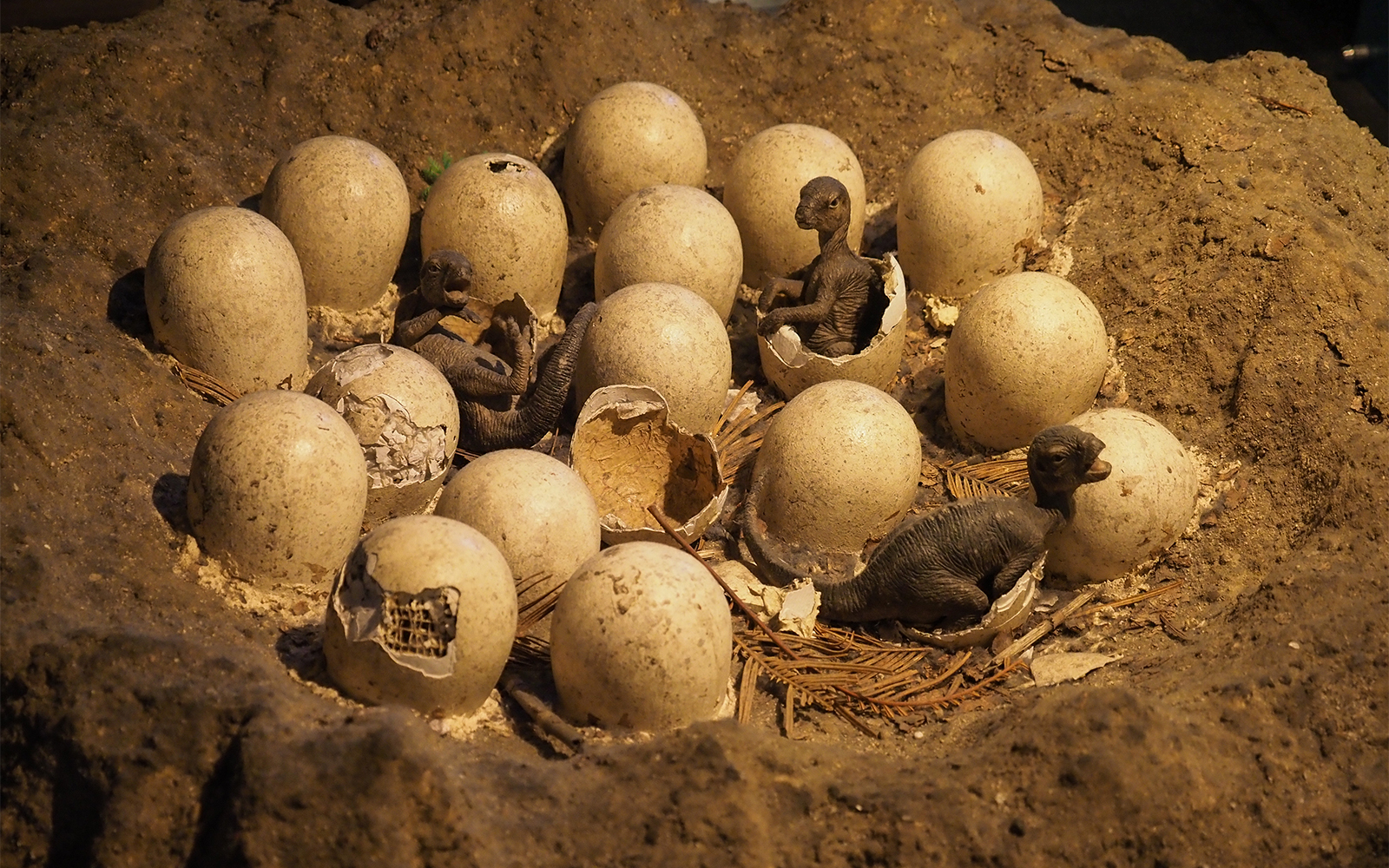 Dinosaur egg replica display at Natural History Museum, London.
