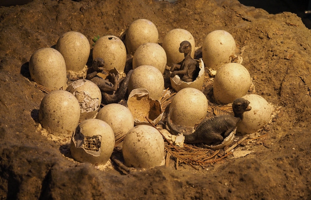 Dinosaur egg replica display at Natural History Museum, London.